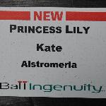 Princess Lily Alstromeria 'Kate'