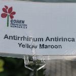 Antirinca Antirrhinum 'Yellow Maroon'