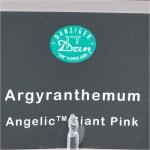 Angelic Argyranthemum 'Giant Pink'