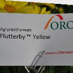 Flutterby Argyranthemum 'Yellow'