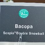 Scopia Bacopa 'Double Snowball'