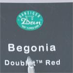 Doublet Begonia 'Red'