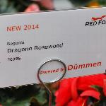 Dragone Begonia 'Rosewood'