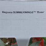 Summerwings Begonia 'Rose'