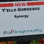 Synergy COMBO 'Y'ello Gorgeous'
