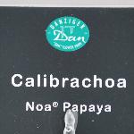 Noa Calibrachoa 'Papaya'