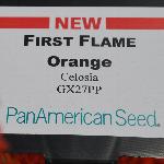 First Flame Celosia 'Orange'