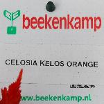 Kelos Celosia 'Orange'