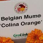 Colina Chrysanthemum 'Orange'