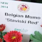 Staviski Chrysanthemum 'Red'