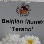  Chrysanthemum 'Terano'