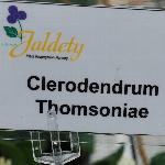  Clerodendrum 'Thomsoniae'