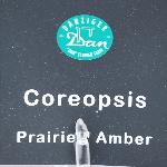 Prarie Coreopsis 'Amber'