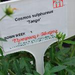  Cosmos 'Tango'