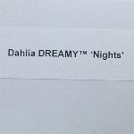 Dreamy Dahlia 'Nights'