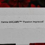 Dreamy Dahlia 'Passion'