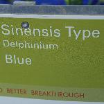  Delphinium 'Blue'