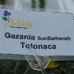 SunBathers Gazania 'Totanaca'
