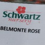 Belmonte Geranium 'Rose'