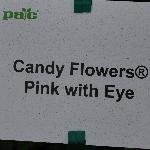 Candy Flowers Geranium 'Pink with Eye'