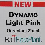 Dynamo Geranium 'Light Pink'