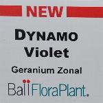 Dynamo Geranium 'Violet'