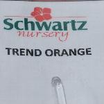 Trend Geranium 'Orange'