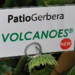 PatioGerbera Gerbera 'Volcanoes'