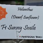  Helianthus 'Sunny Smile'