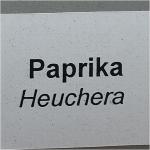  Heuchera 'Paprika'
