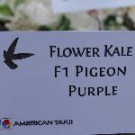 Pigeon Kale Flowering 'Purple'