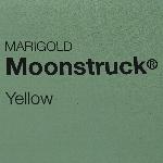 Moonstruck Marigold 'Yellow'
