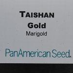 Taishan Marigold 'Gold'