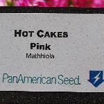 Hot Cakes Mathhiola 'Pink'