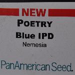 Poetry Nemesia 'Blue'