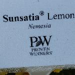 Sunsatia Nemesia 'Lemon'