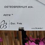 Astra Osteospermum 'Pink'