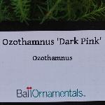 Ozothamnus 'Dark Pink'