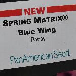Spring Matrix Pansy 'Blue Wing'
