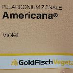 Americana Pelargonium 'Violet'