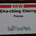 Cha ching Petunia 'Cherry'