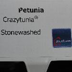 Crazytunia Petunia 'Stonewashed'