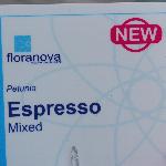 Expresso Petunia 'Mixed'