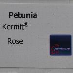 Kermit Petunia 'Rose'