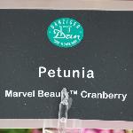 Marvel Beauty Petunia 'Cranberry'