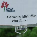 Mini Me Petunia 'Hot Pink'