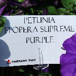 Opera Supreme Petunia 'Purple'
