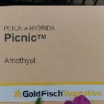Picnic Petunia 'Amethyst'