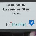Sun Spun Petunia 'Lavender Star'