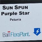 Sun Spun Petunia 'Purple Star'